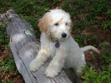 All about: Golden-doodle Puppies!